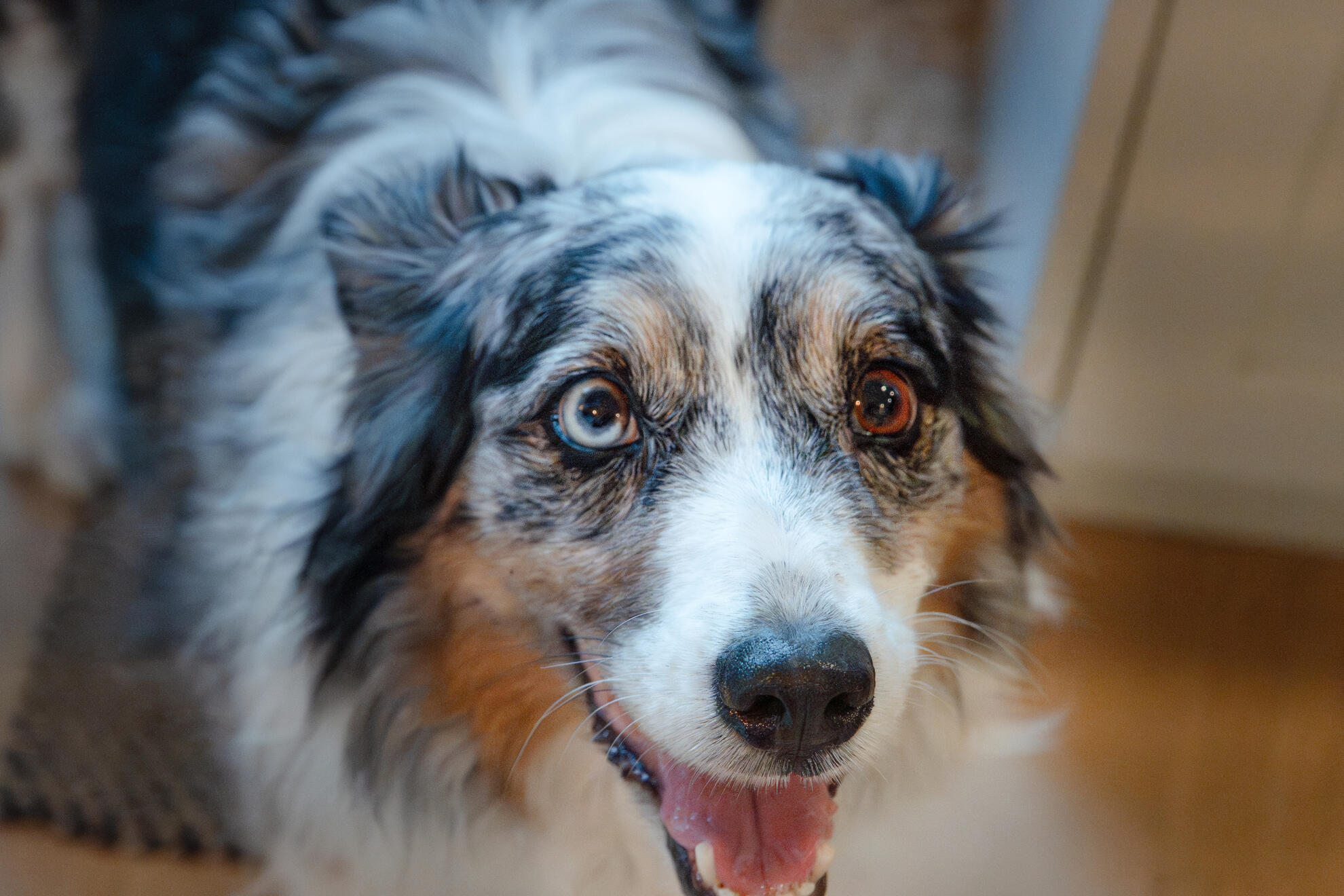 Dog Dog