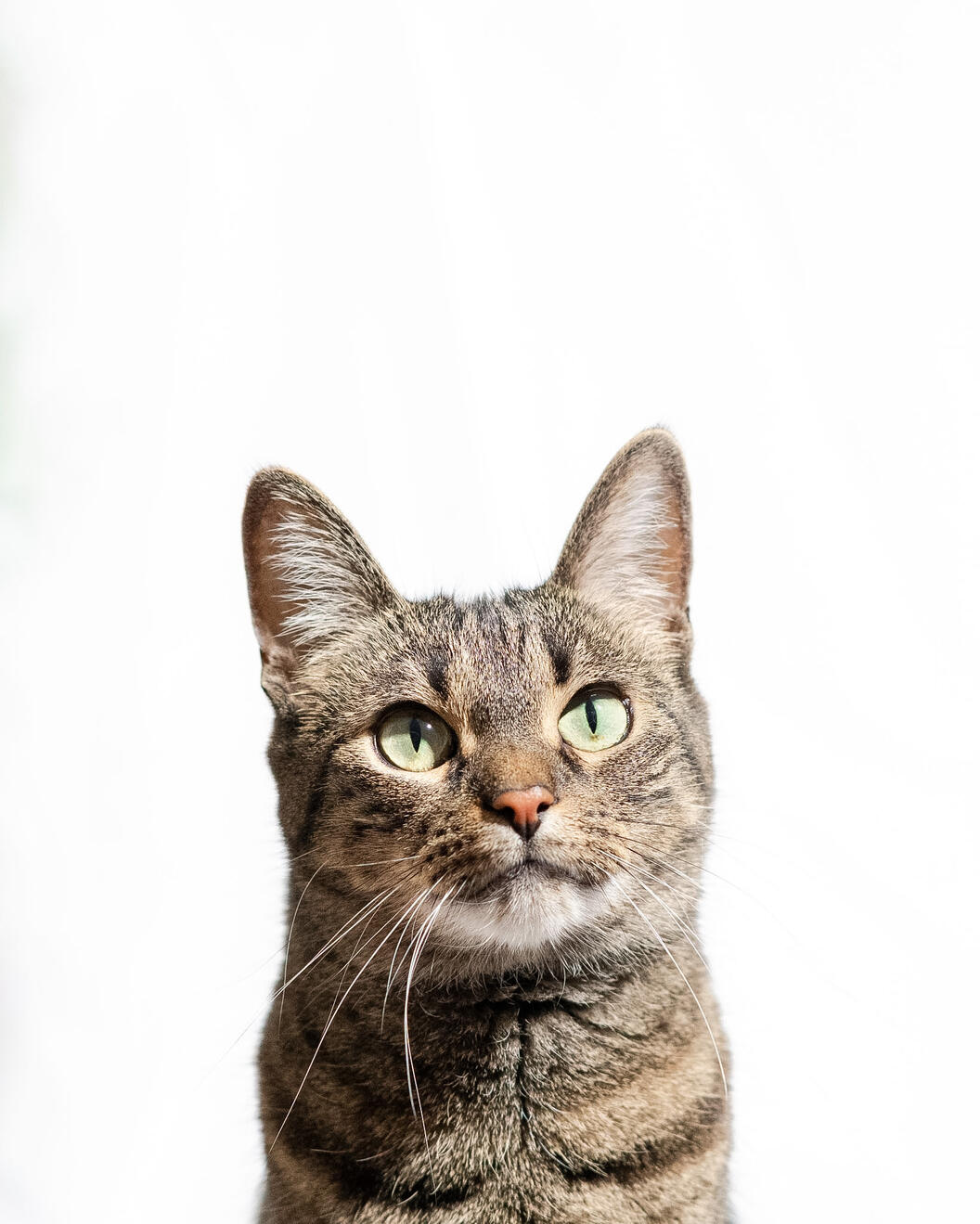 Cat Portrait Cat Portrait